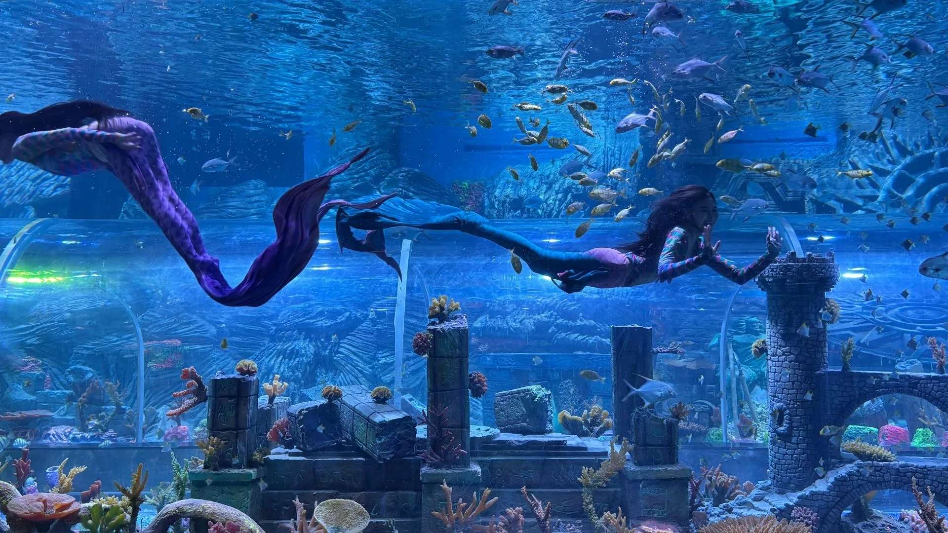 Aquarium Paradise in Bengaluru: What Makes It the Best Underwater Experience in the City